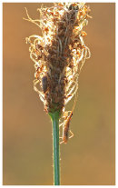 Bugs in the grass