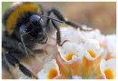 Bumblebee close up.