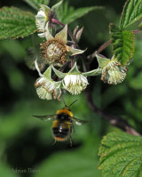 More home wildlife