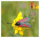 Burnett Moth