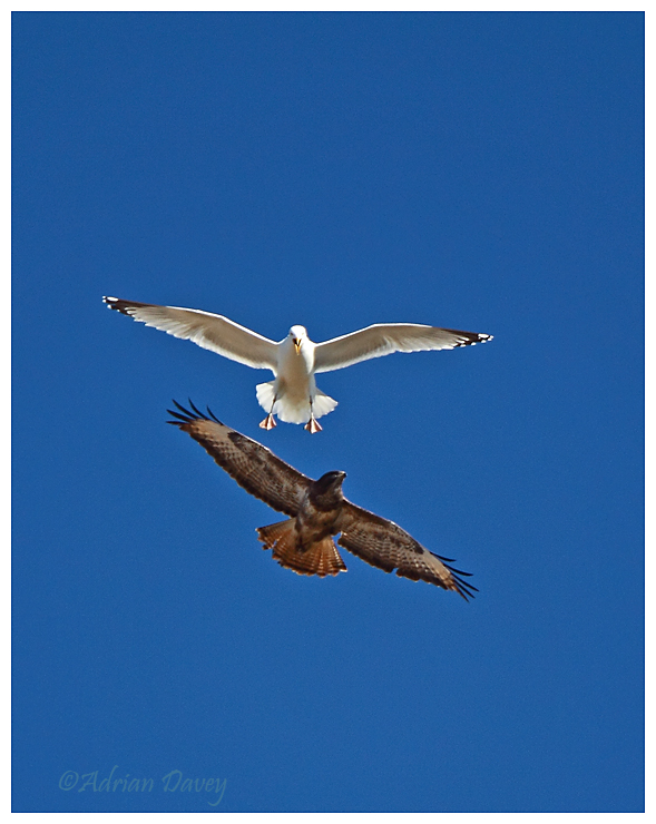 Buzzard mobbed by Herring Gull