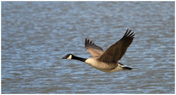 Canada Goose in flight