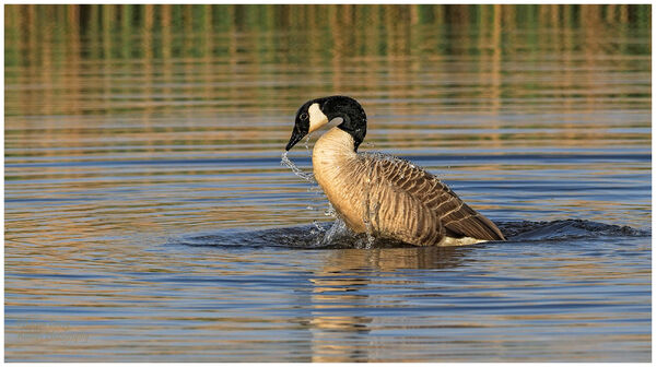 Canada Goose bathing.