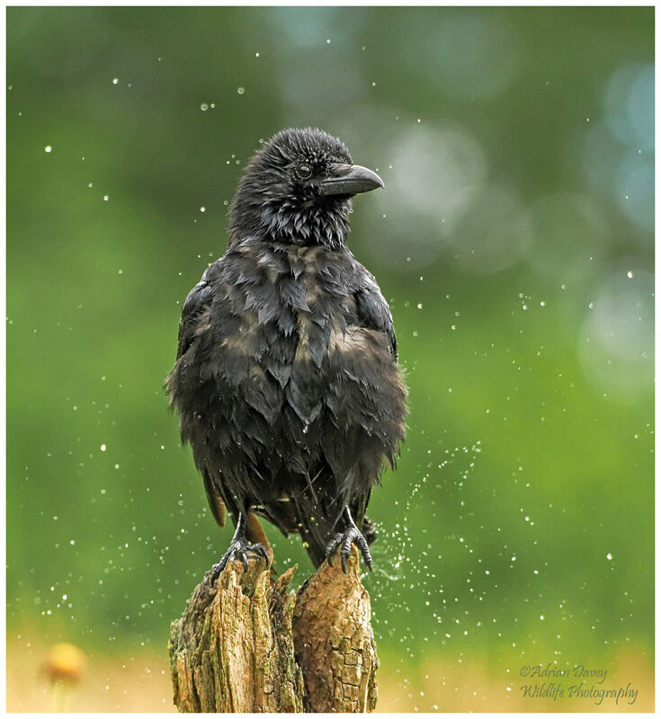 Carrion Crow after a bath