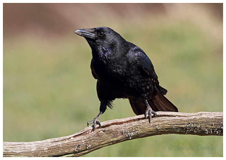 Carrion Crow
