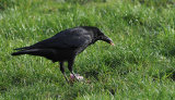 Slimbridge