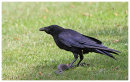 Carrion Crow