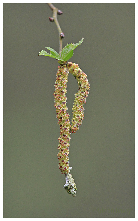 Hazel Catkin