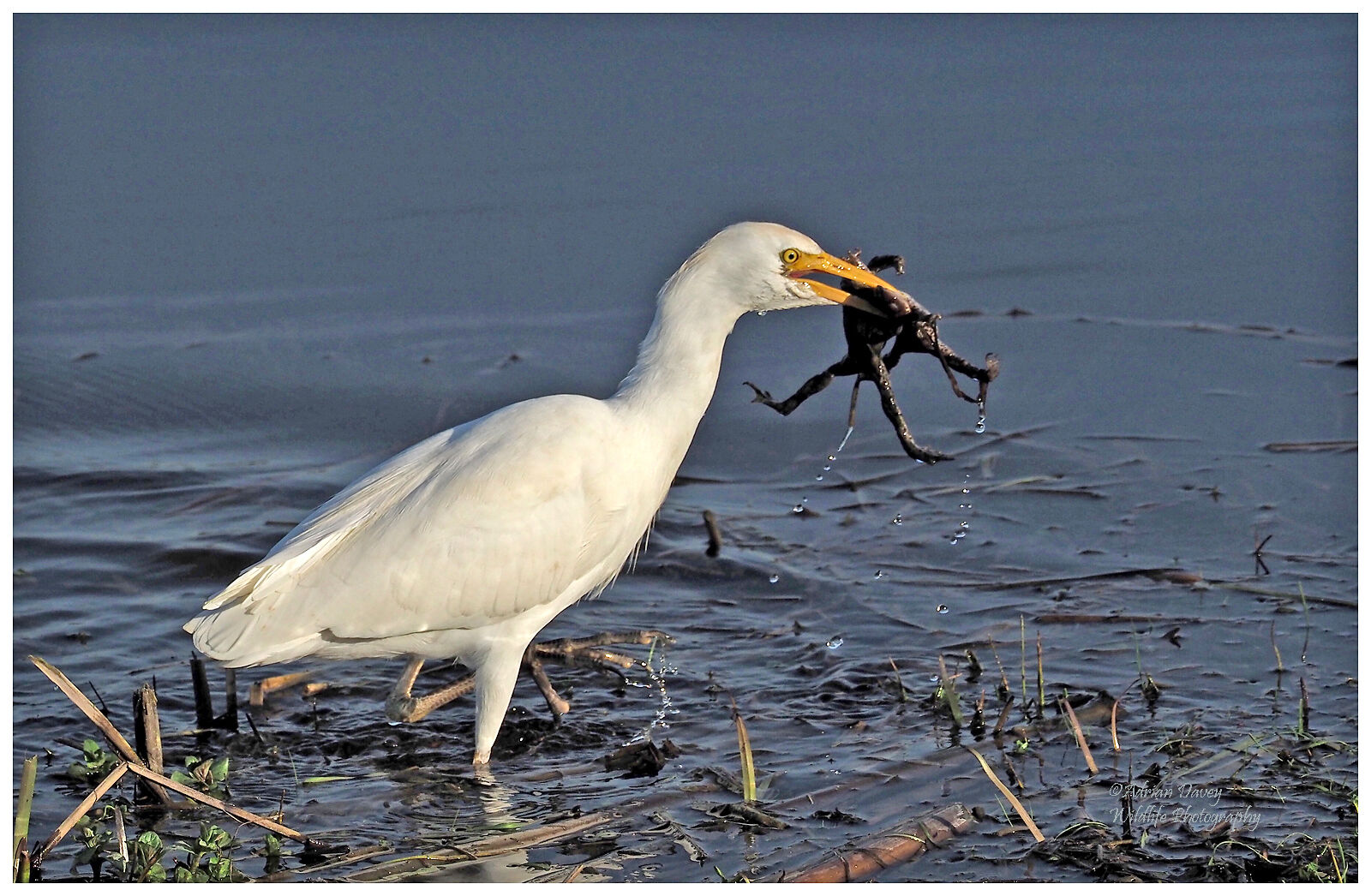 Cattle Egret with Frogs