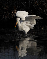 Cattle Egrets