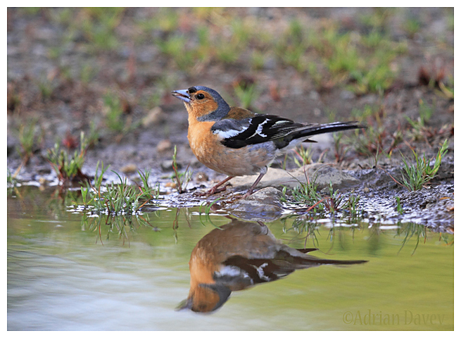 Chaffinch going to drink.