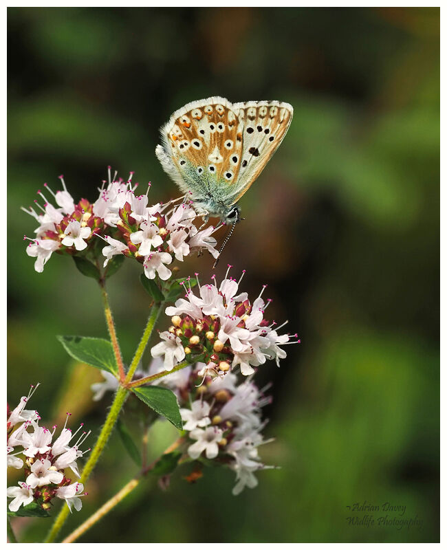 Chalkhill Blue