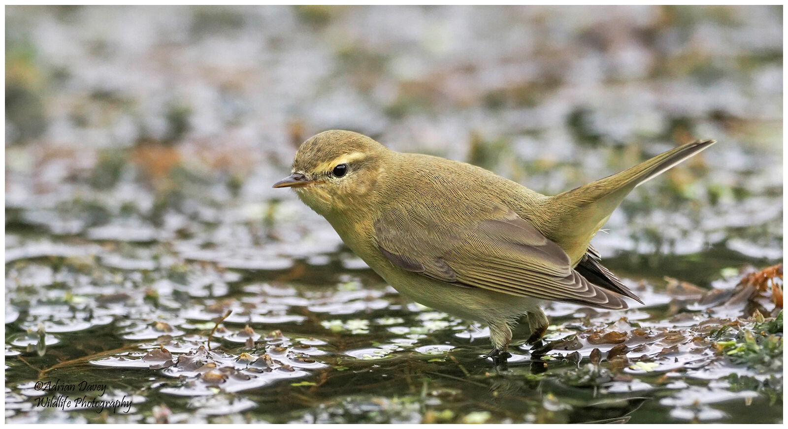 Chiffchaff .