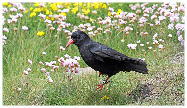 Chough