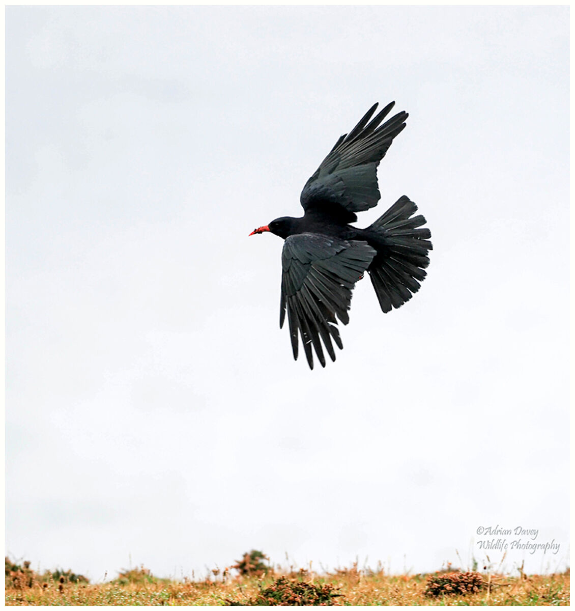 Chough