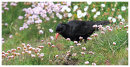 Chough