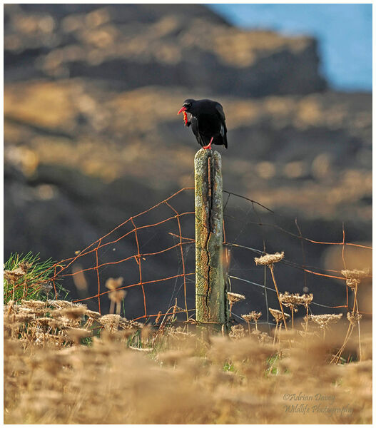 Chough