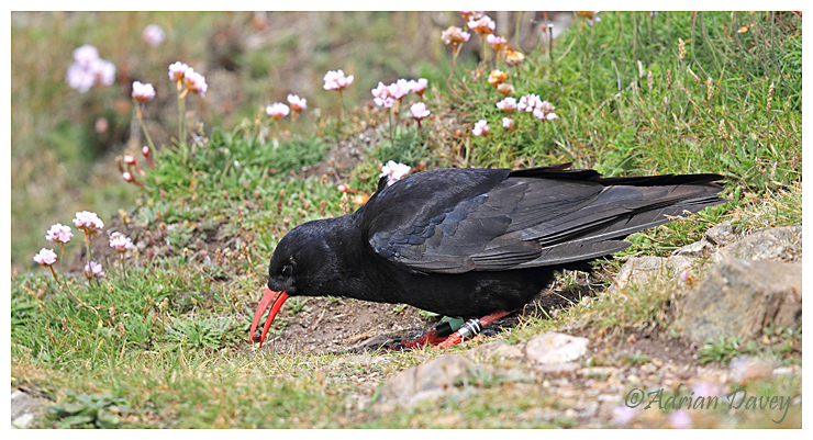 Chough