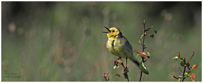 Citrine Wagtail male.