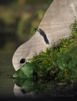 Collared Dove drinking