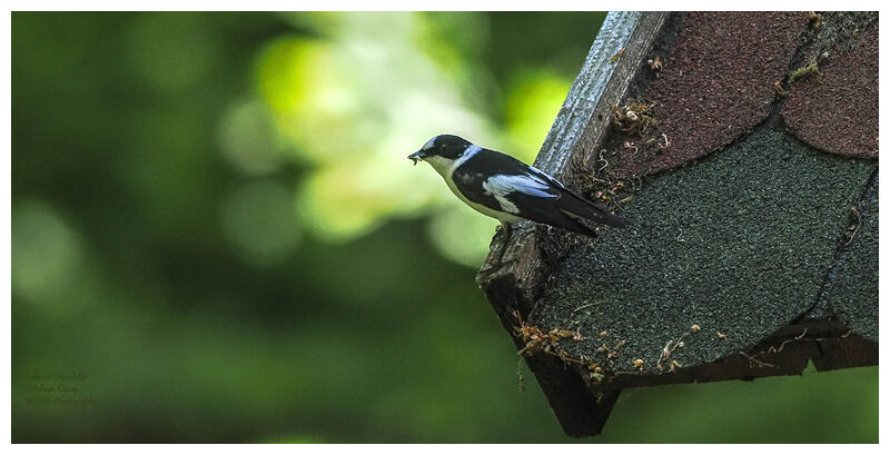 Collared Flycatcher male.