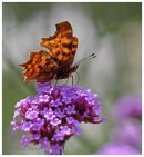 Comma