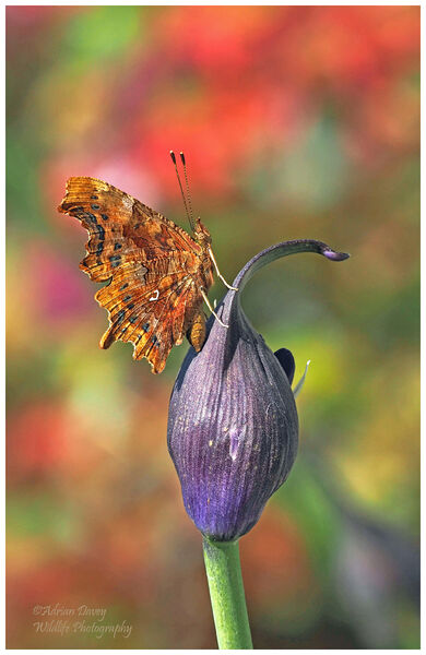 Comma on Agapanthus