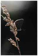 Common Blue backlit