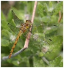 Common Darter female