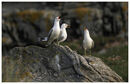 Common Gulls greeting.