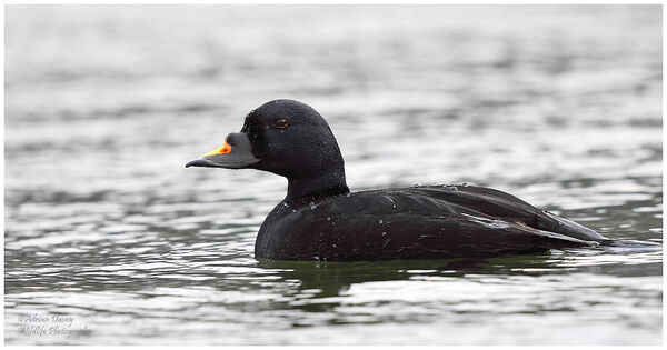 Common Scoter
