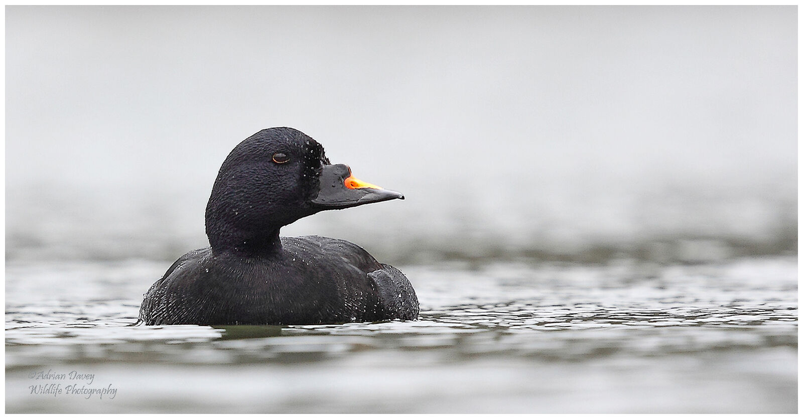Common Scoter