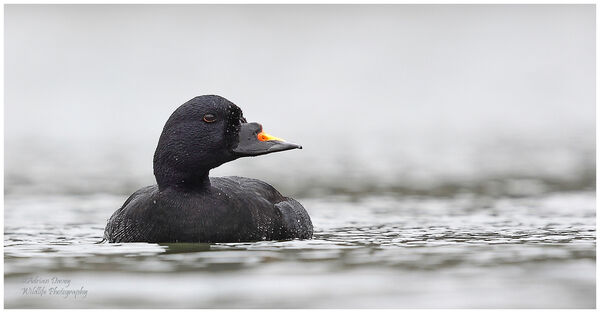 Common Scoter
