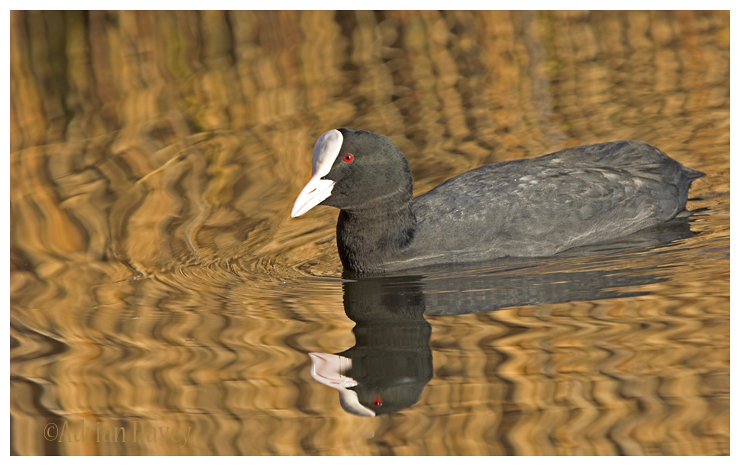 Coot