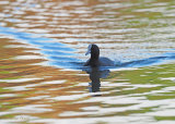 On Golden Pond