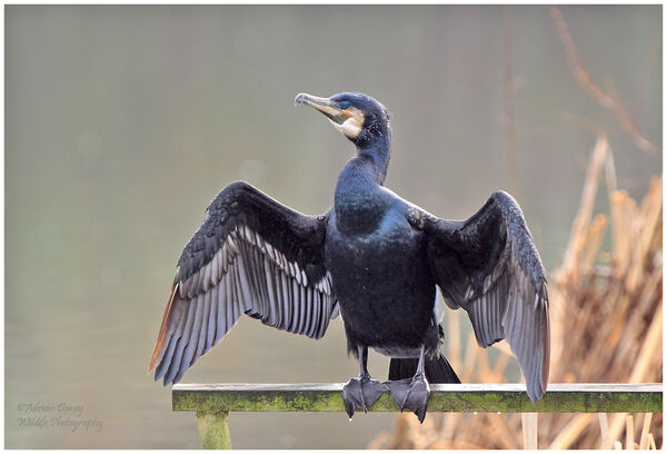 Cormorant drying its wings out.