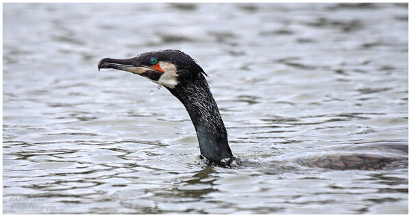 Cormorant