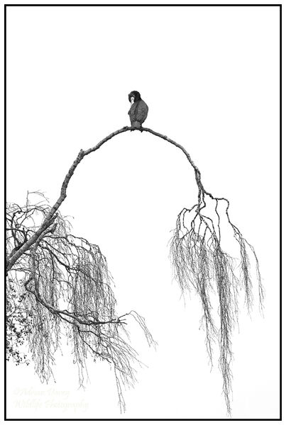 Cormorant in Willow 3.
