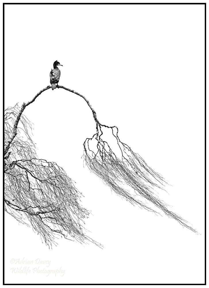 Cormorant in Willow 1.
