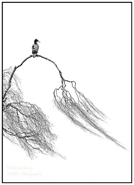 Cormorant in Willow 1.