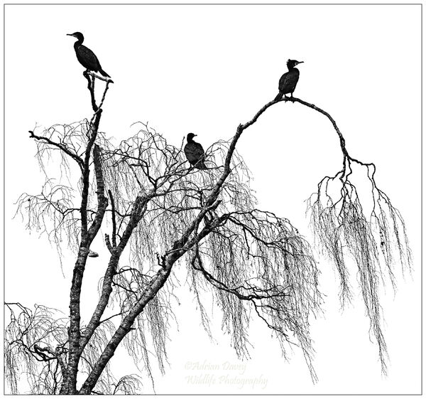 Cormorant in Willow 2.