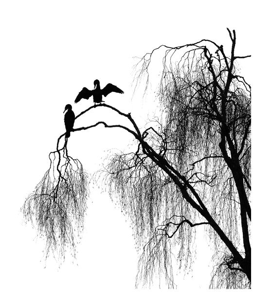Cormorants in Willow