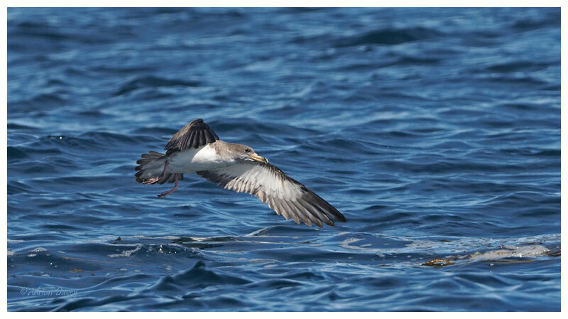 Corys Shearwater