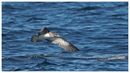 Corys Shearwater
