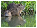 Coypu.