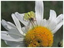Crab Spider