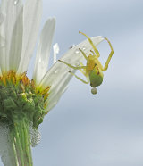 Crab Spider