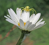 Crab Spider