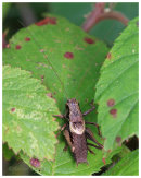 Dark Bush Cricket