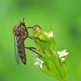 Flies